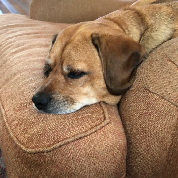 Meet your Posher, Amber - Picture 1 of 1